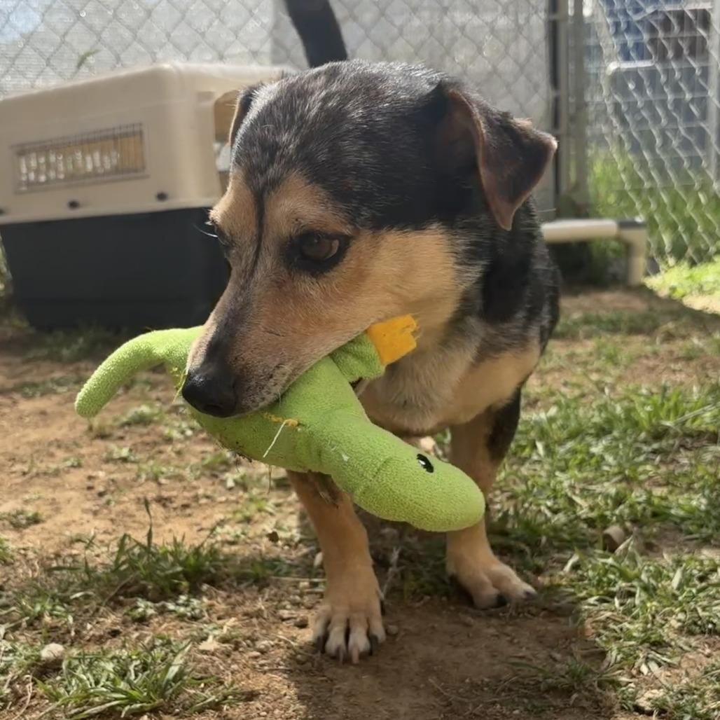 Enlarge Hero, a Adoptable Hound in Ojai, CA image 4/5