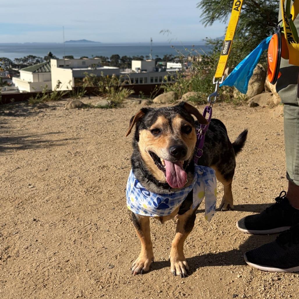 Enlarge Hero, a Adoptable Hound in Ojai, CA image 5/5