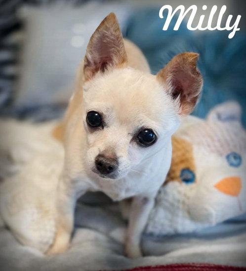 Milly, Adoptable, Adult Female Chihuahua.
