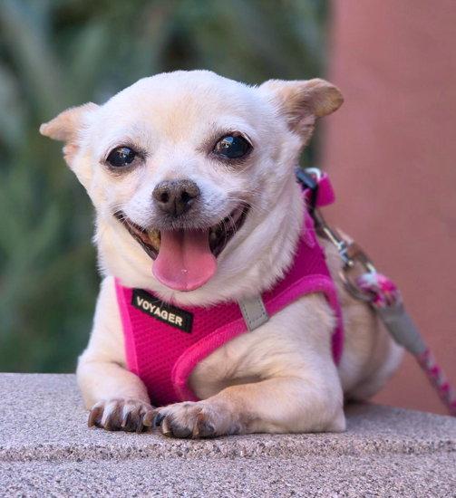 Enlarge Milly, a Adoptable Chihuahua in Anaheim Hills, CA image 2/3