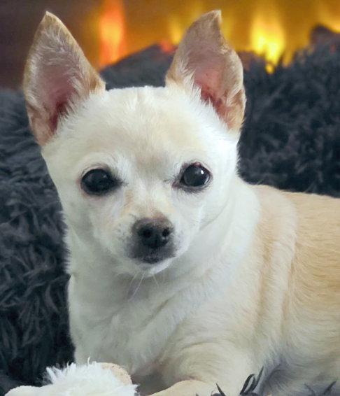 Enlarge Milly, a Adoptable Chihuahua in Anaheim Hills, CA image 3/3