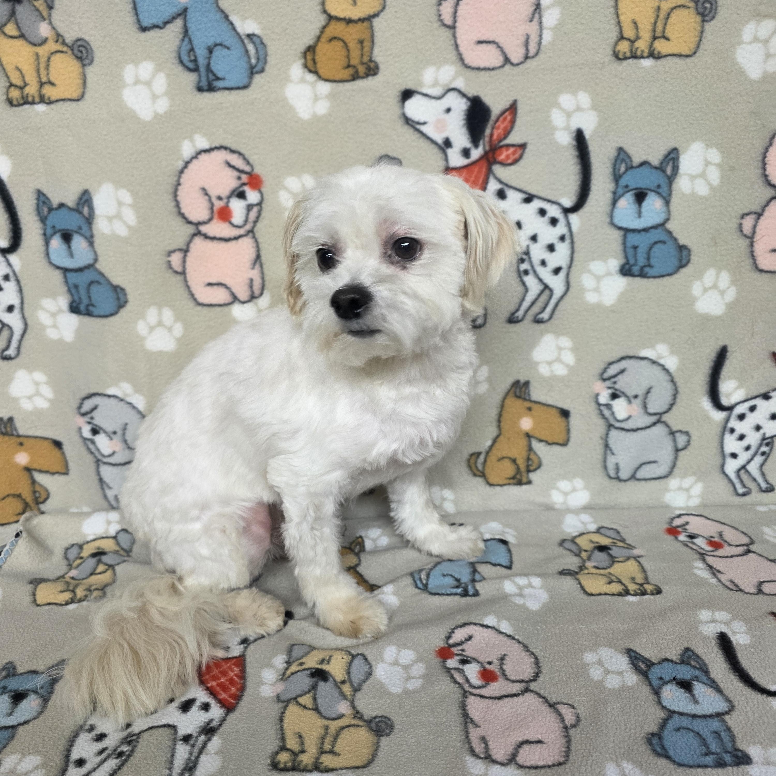 Poochie - PENDING, an adopted mixed breed in Dallas, GA image 5/5