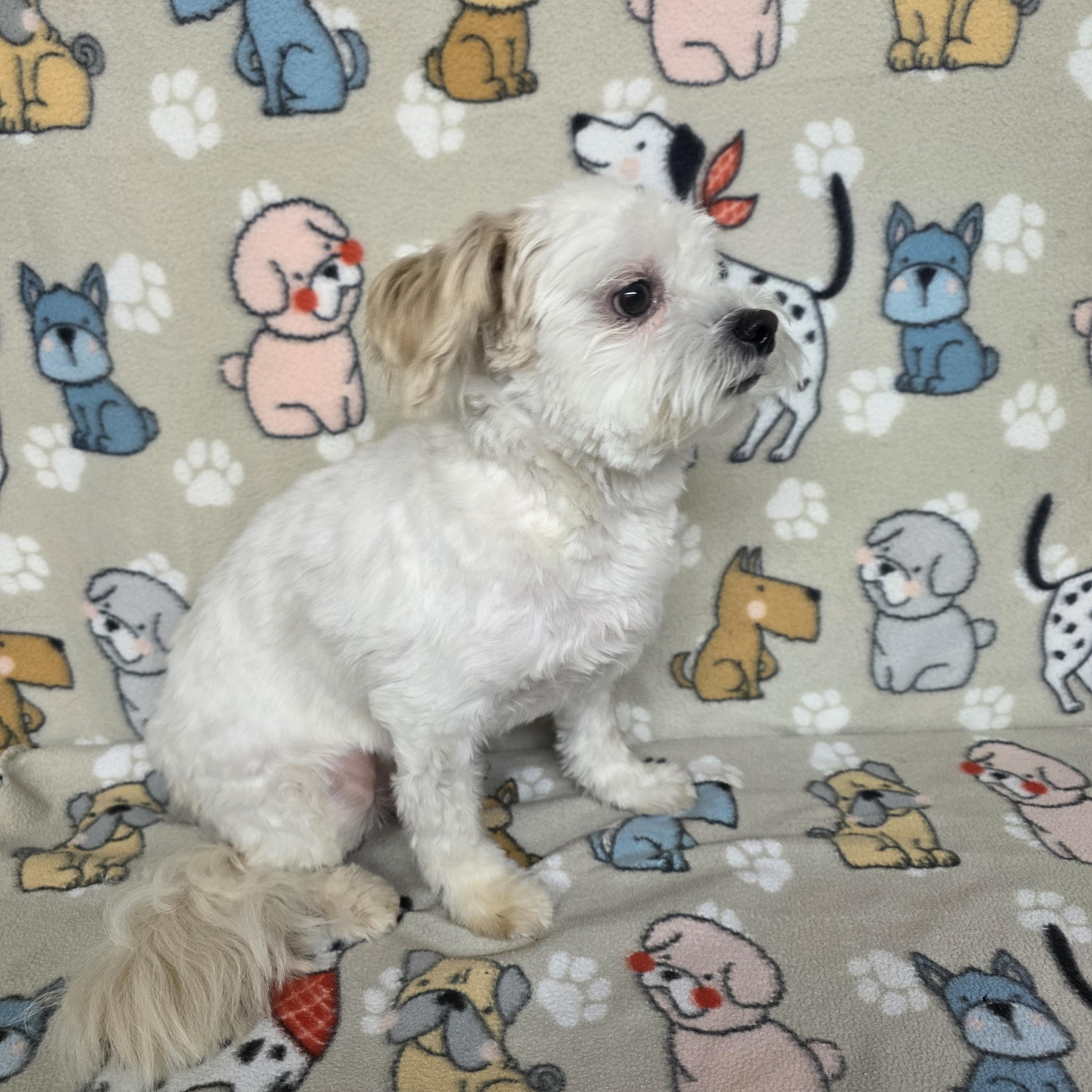 Poochie - PENDING, an adopted mixed breed in Dallas, GA image 2/5
