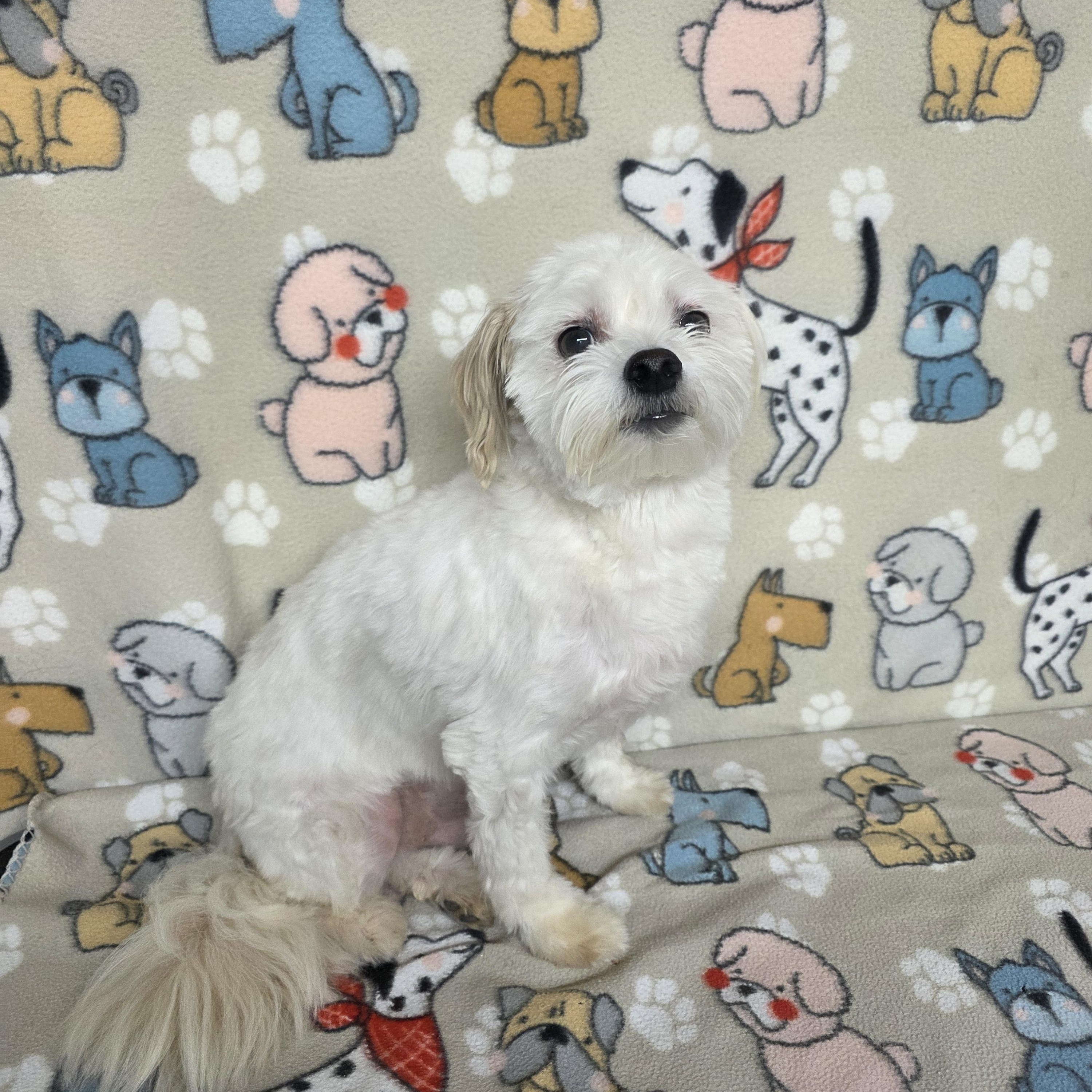 Poochie - PENDING, an adopted mixed breed in Dallas, GA image 1/5