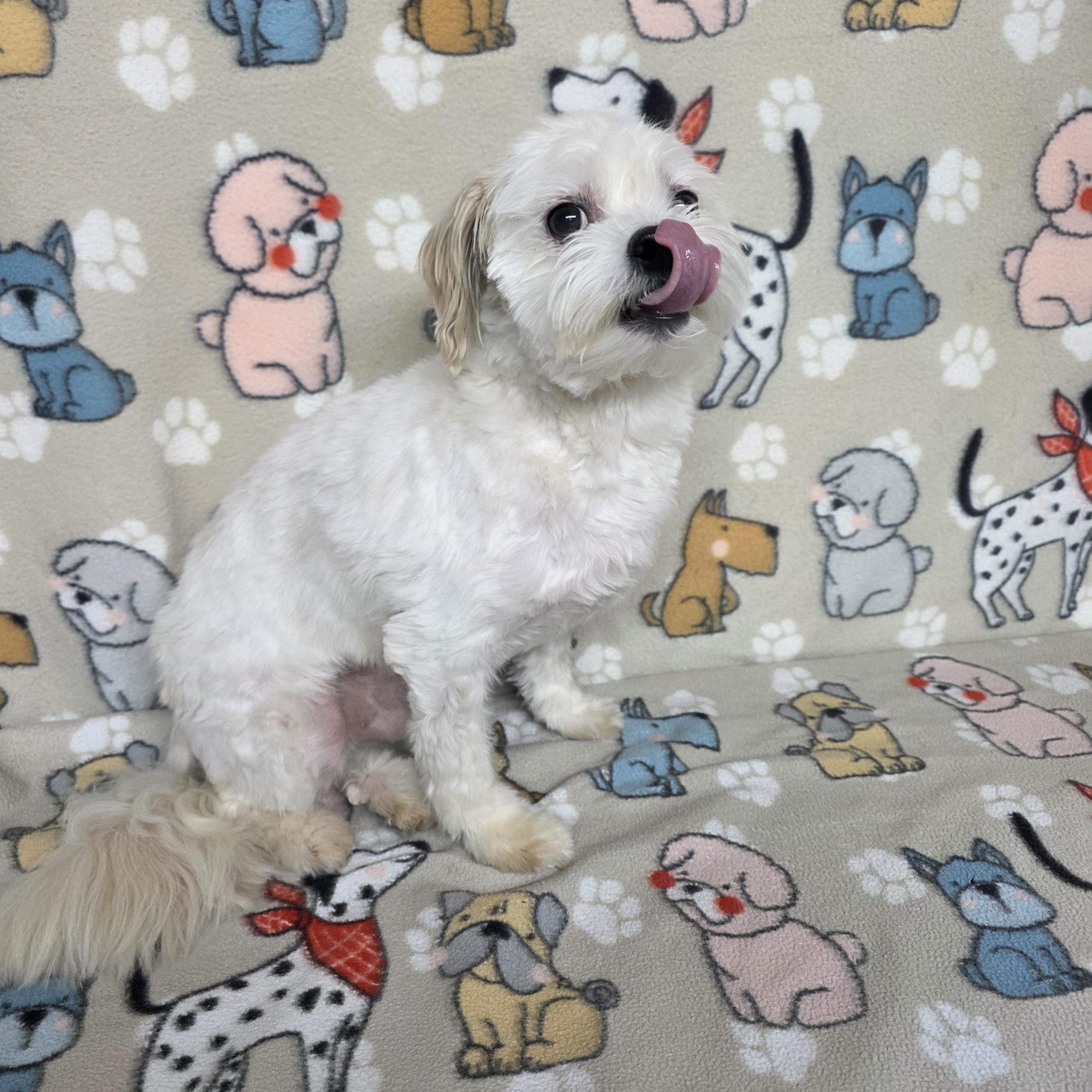 Poochie - PENDING, an adopted mixed breed in Dallas, GA image 3/5