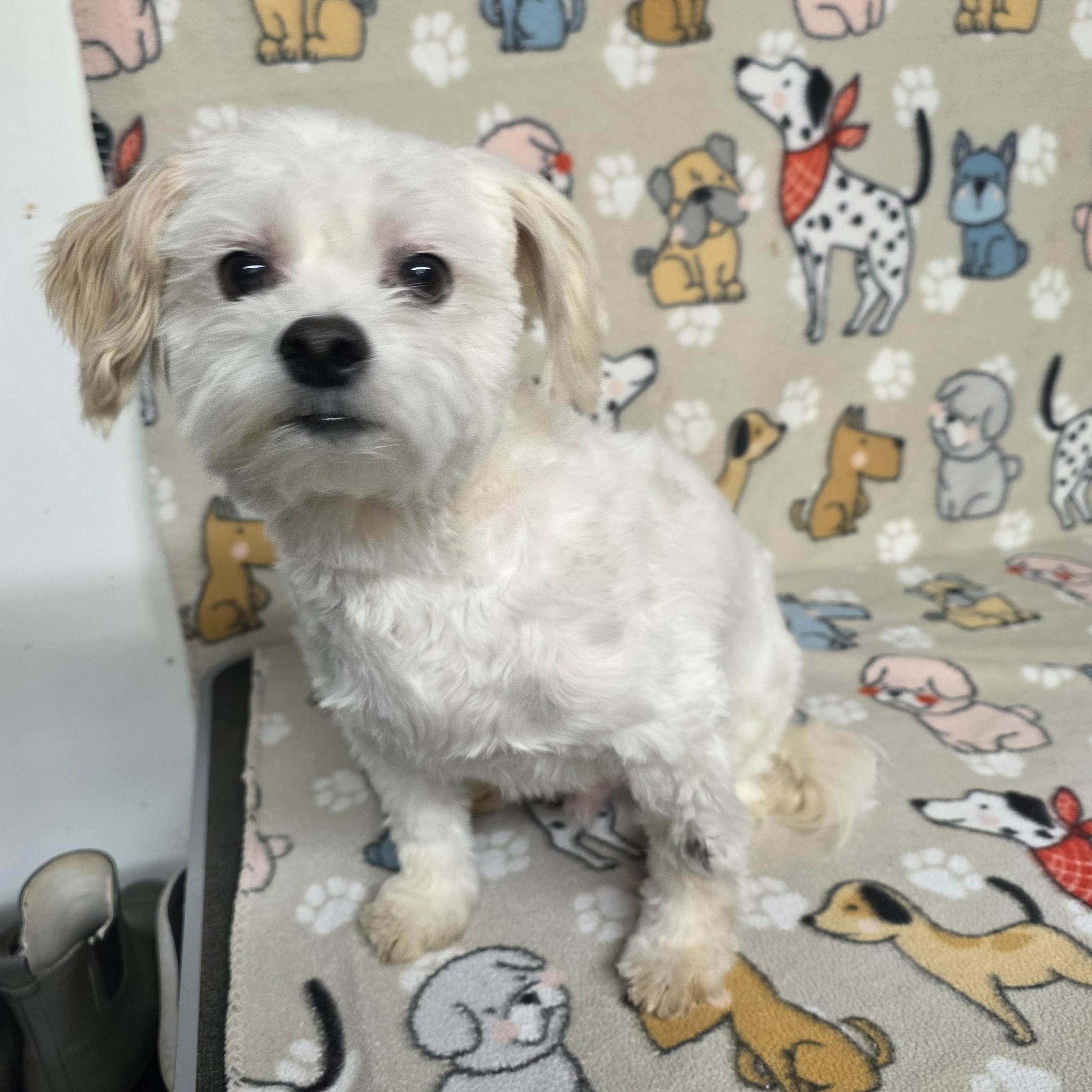 Poochie - PENDING, an adopted mixed breed in Dallas, GA image 4/5