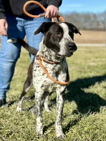 Enlarge Boone, an adopted Mixed Breed in Franklin, KY image 4/6
