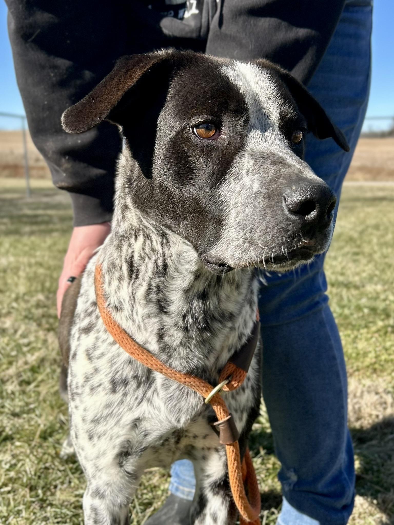 Enlarge Boone, an adopted Mixed Breed in Franklin, KY image 3/6