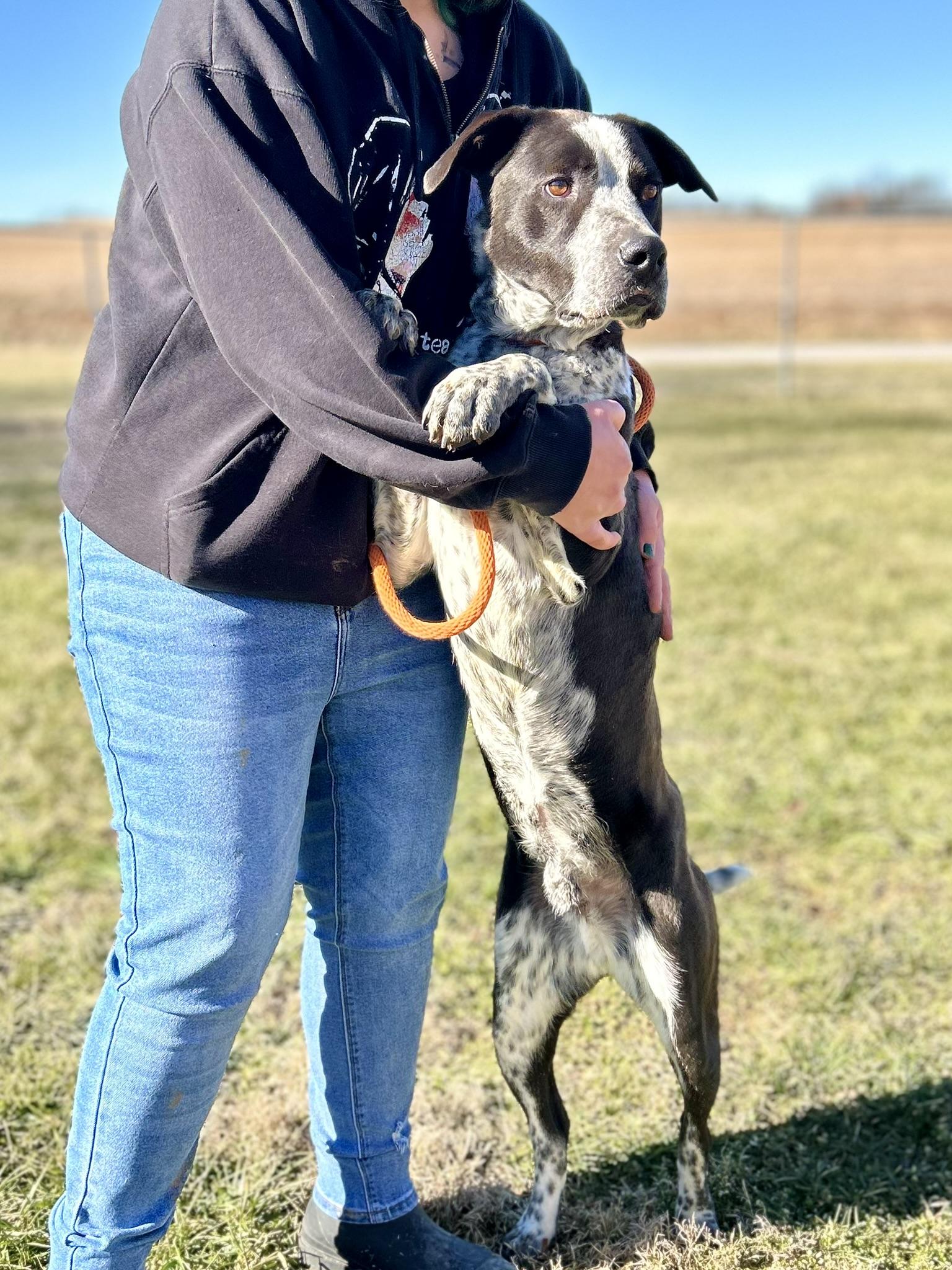 Enlarge Boone, an adopted Mixed Breed in Franklin, KY image 6/6