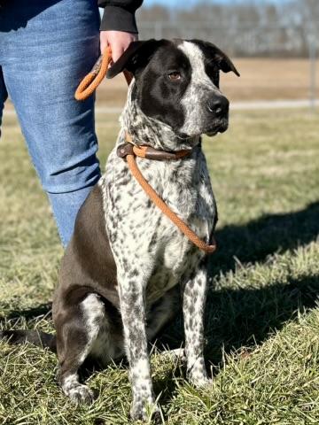 Boone, ADOPTABLE, Puppy Male Mixed Breed.