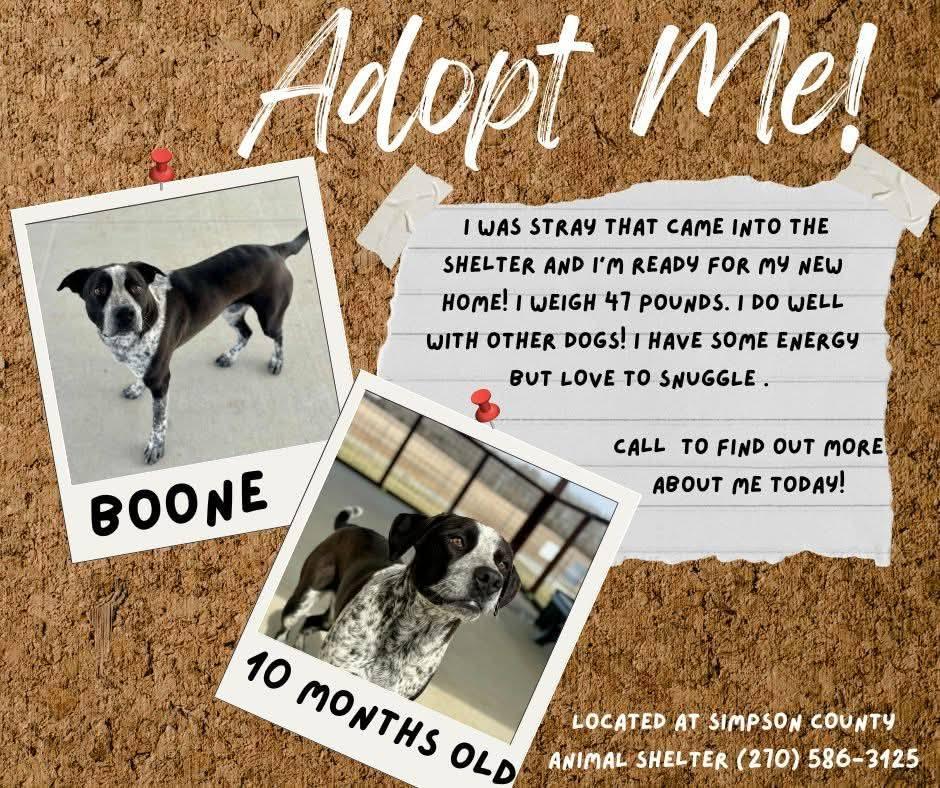 Enlarge Boone, an adopted Mixed Breed in Franklin, KY image 2/6