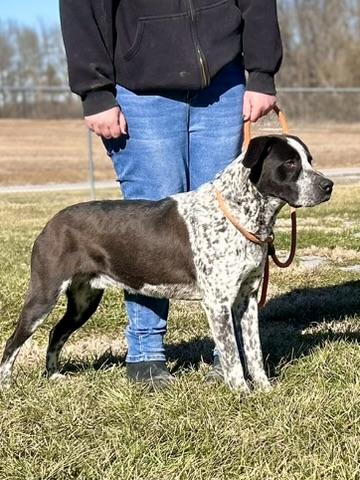 Enlarge Boone, an adopted Mixed Breed in Franklin, KY image 5/6