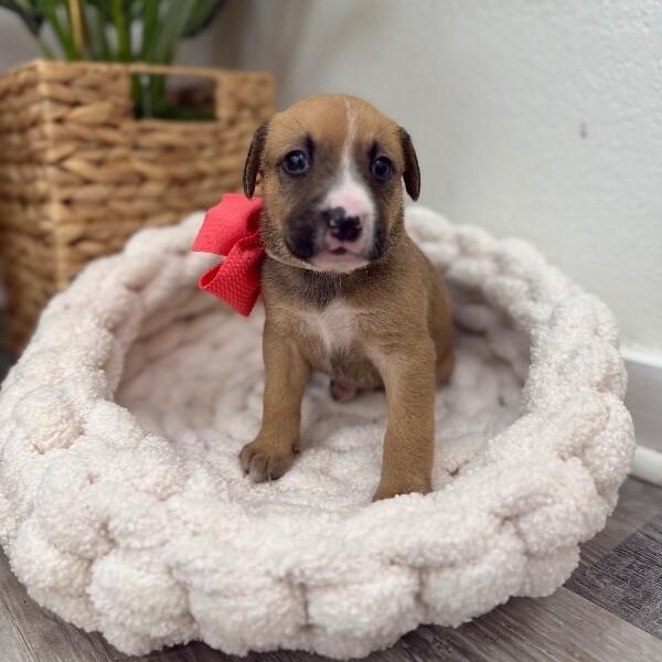 Sunshine Skyway Bridge