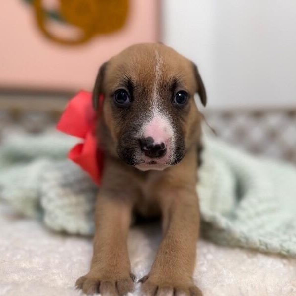 Sunshine Skyway Bridge — thumbnail 3