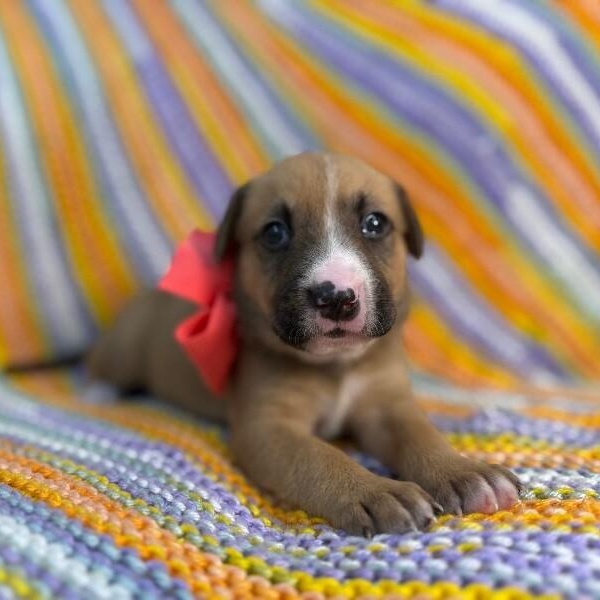 Sunshine Skyway Bridge — thumbnail 5