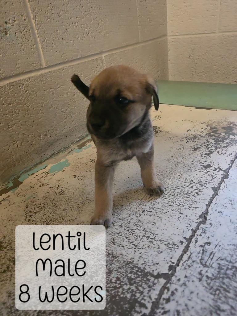 Lentil, Adoptable, Puppy Male Mixed Breed.