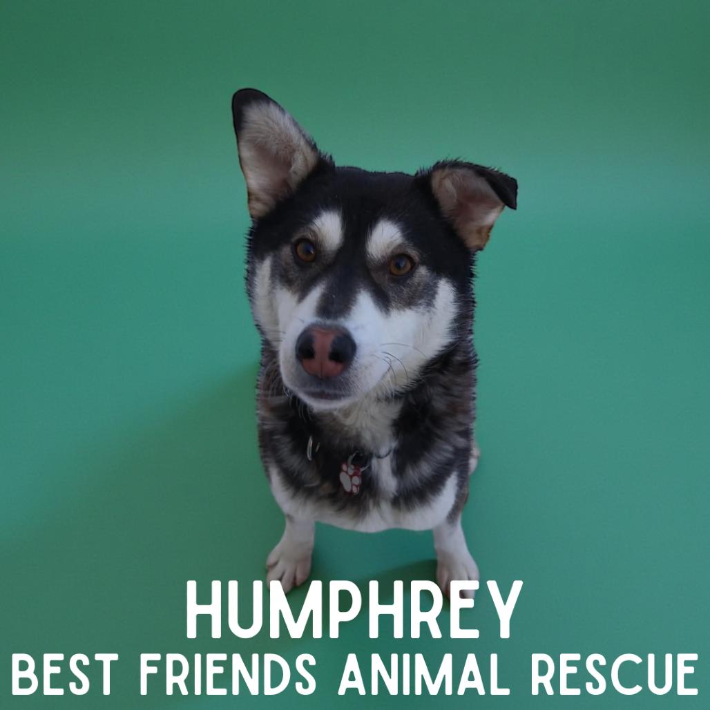 Humphrey, a Adoptable Husky in Wasilla, AK image 1/4