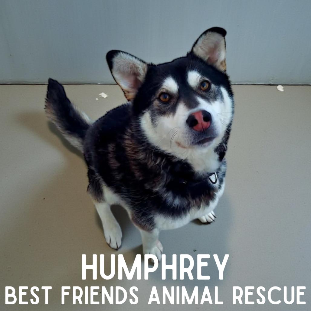 Humphrey, Adoptable, Young Male Husky.