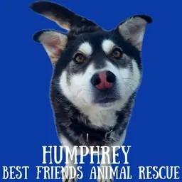 Enlarge Humphrey, a Adoptable Husky in Wasilla, AK image 2/3