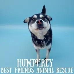 Enlarge Humphrey, a Adoptable Husky in Wasilla, AK image 3/3