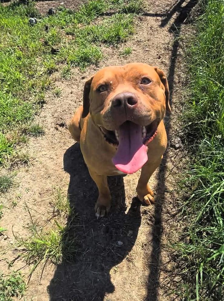 Trooper, a ADOPTABLE Cane Corso in Windsor, MO image 1/3