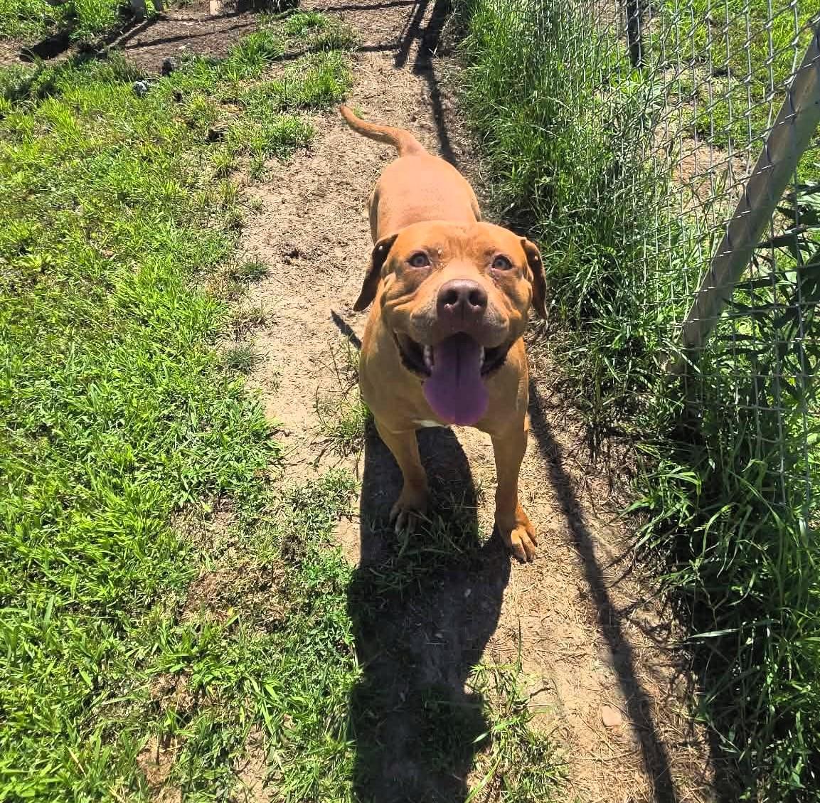 Trooper, a ADOPTABLE Cane Corso in Windsor, MO image 2/3