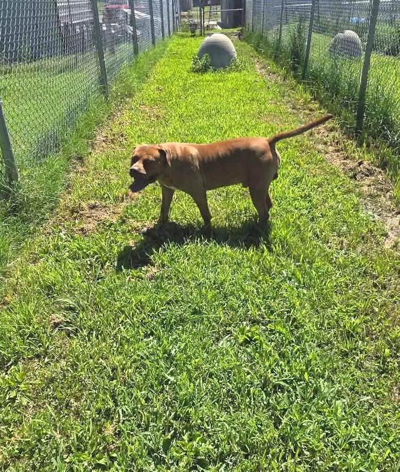 Trooper, a ADOPTABLE Cane Corso in Windsor, MO image 3/3