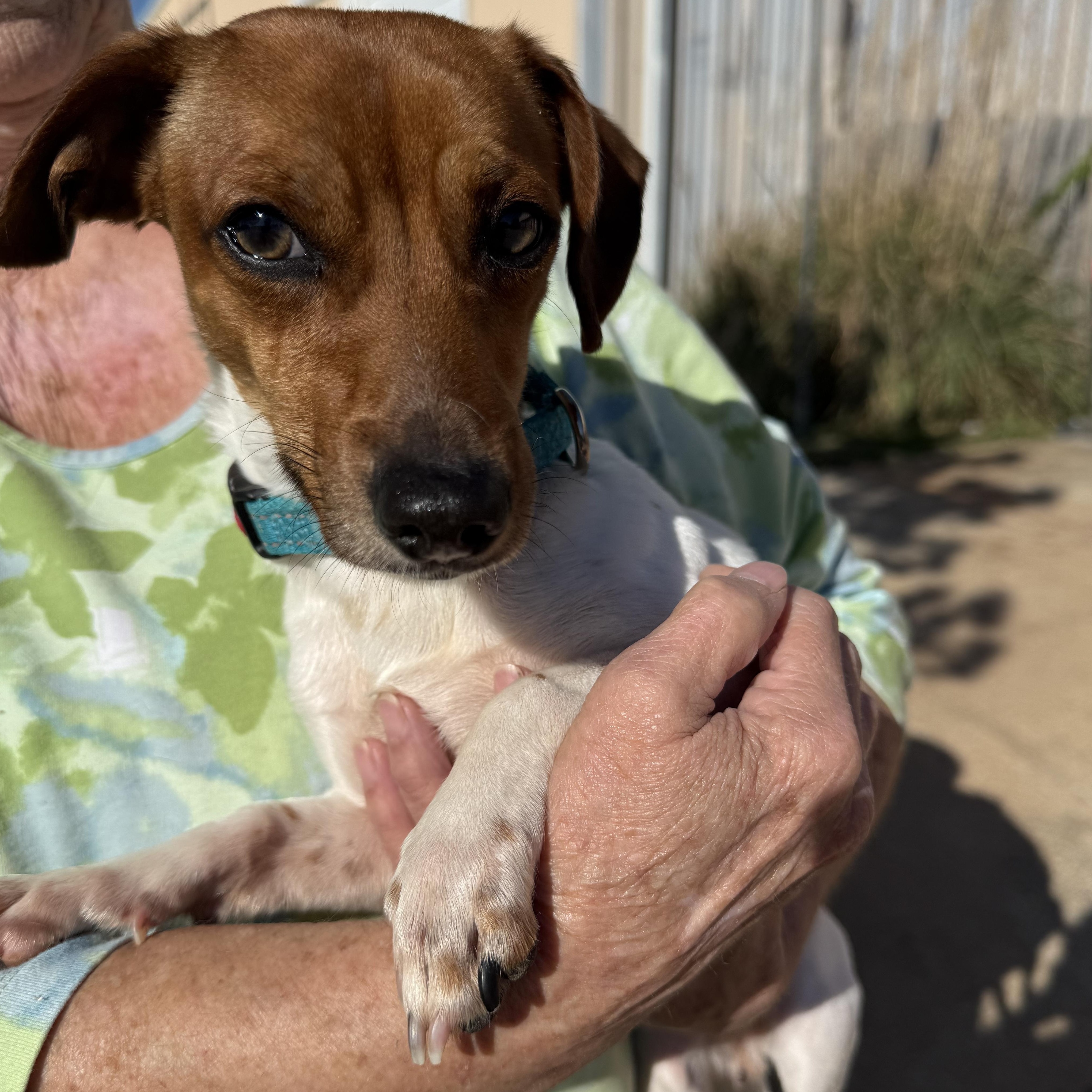 Enlarge Wizard Waverly, an adopted Chiweenie in Belleville, NJ image 4/5