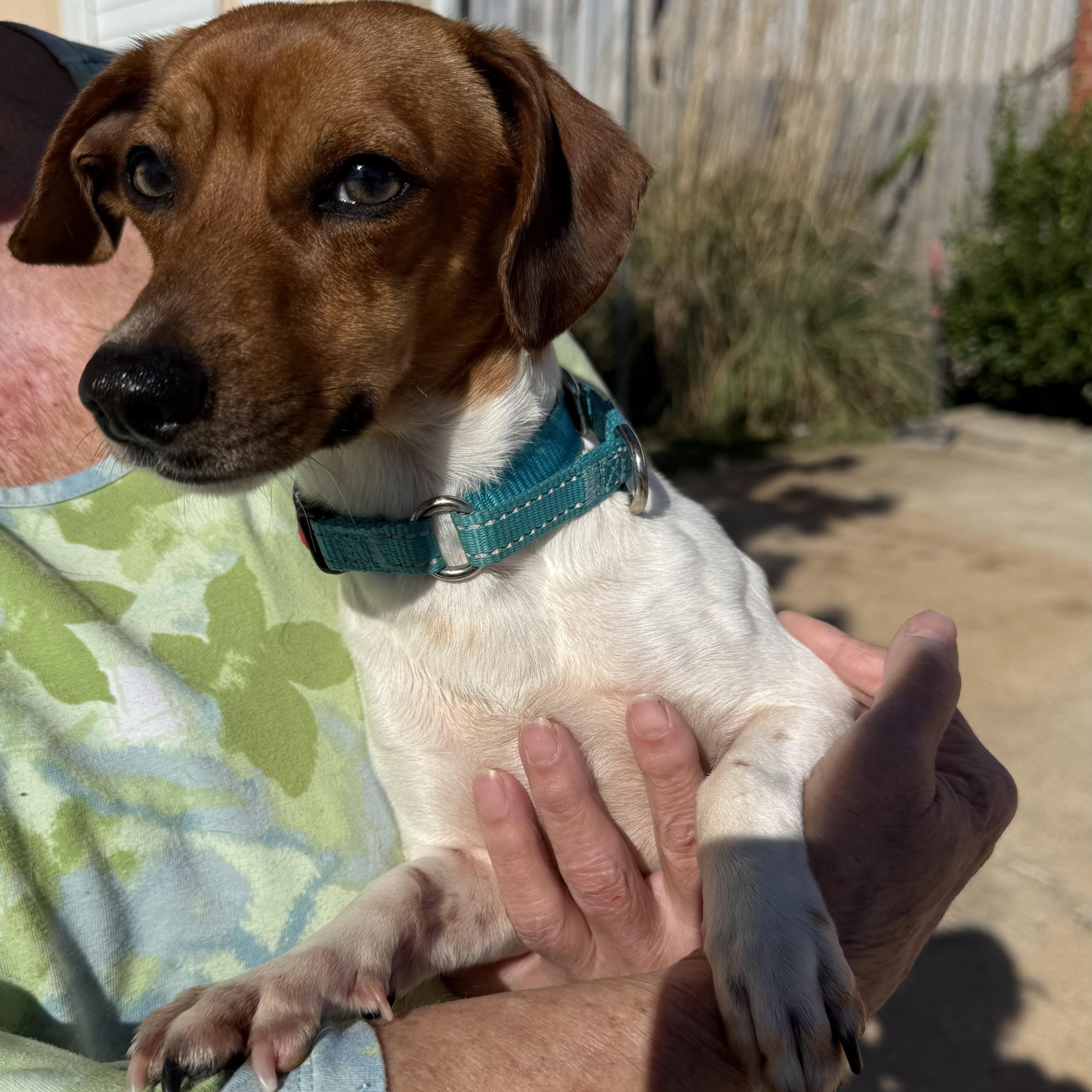 Enlarge Wizard Waverly, an adopted Chiweenie in Belleville, NJ image 2/5