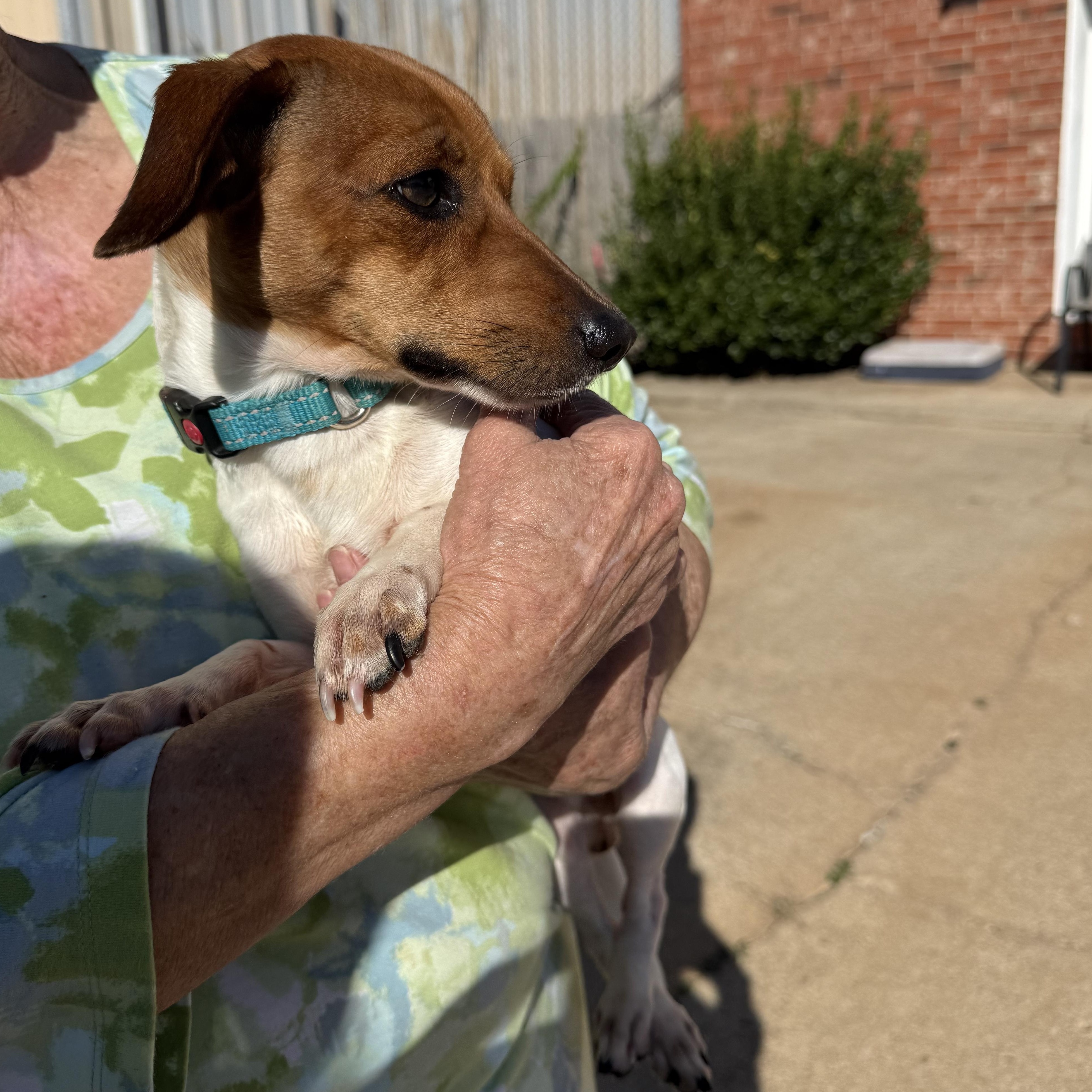 Enlarge Wizard Waverly, an adopted Chiweenie in Belleville, NJ image 3/5