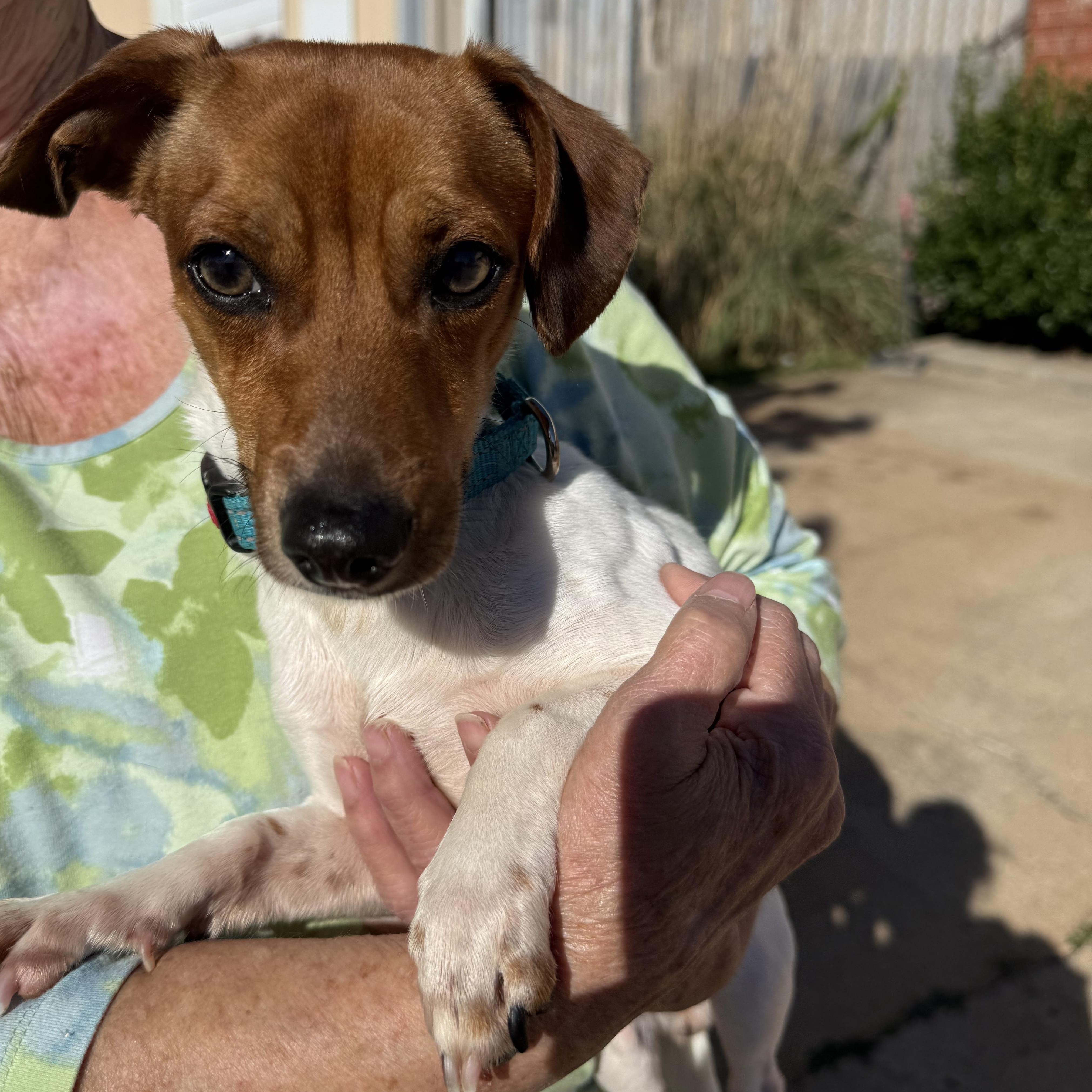 Enlarge Wizard Waverly, an adopted Chiweenie in Belleville, NJ image 1/5
