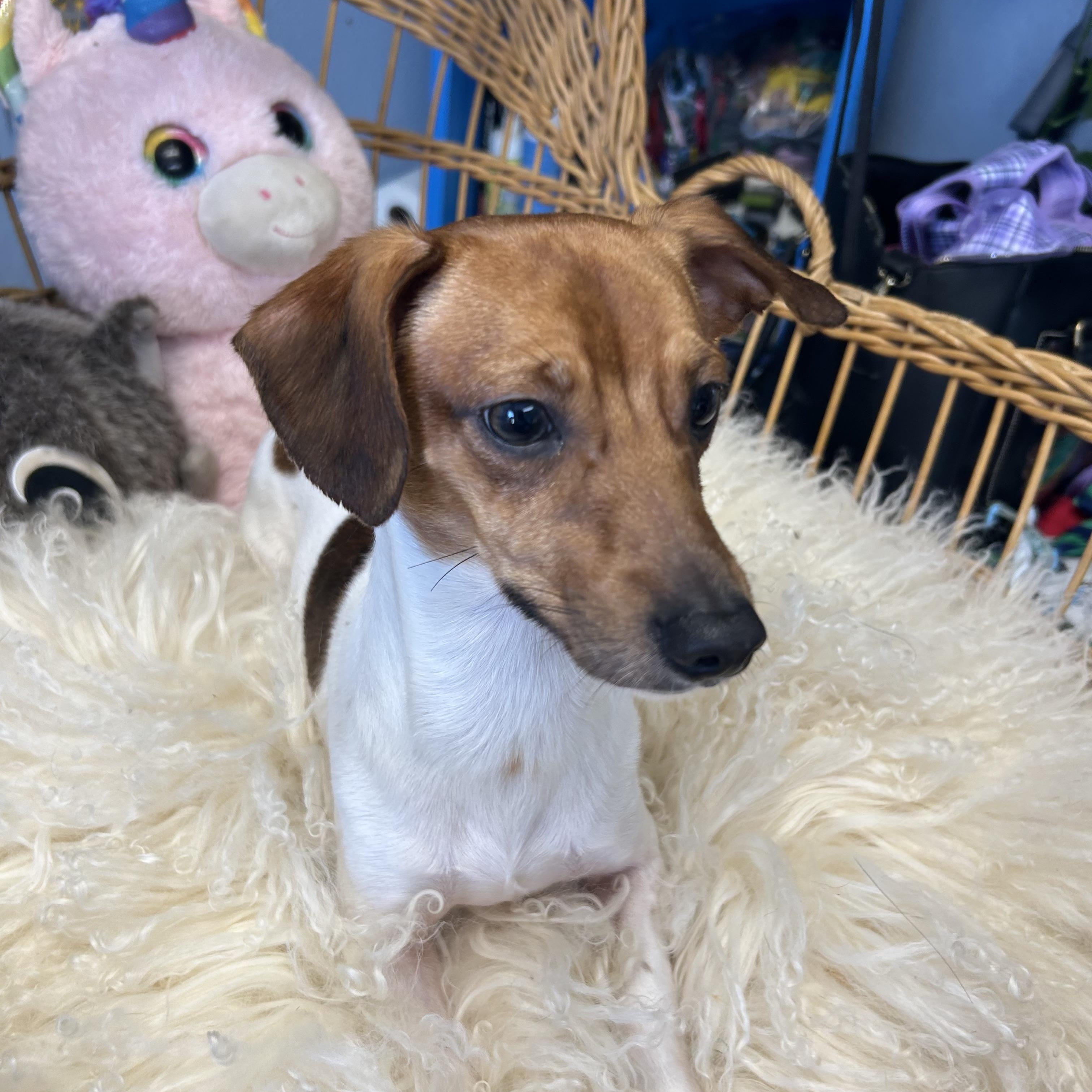 Enlarge Wizard Waverly, an adopted Chiweenie in Belleville, NJ image 5/5