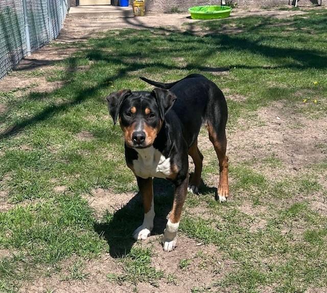 Demi, adopted, Adult Female Doberman Pinscher.