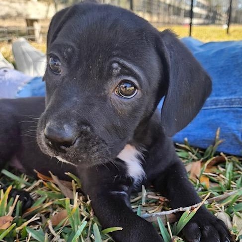 Saylor — thumbnail 2