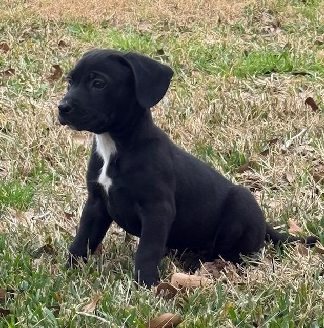 Saylor — thumbnail 3