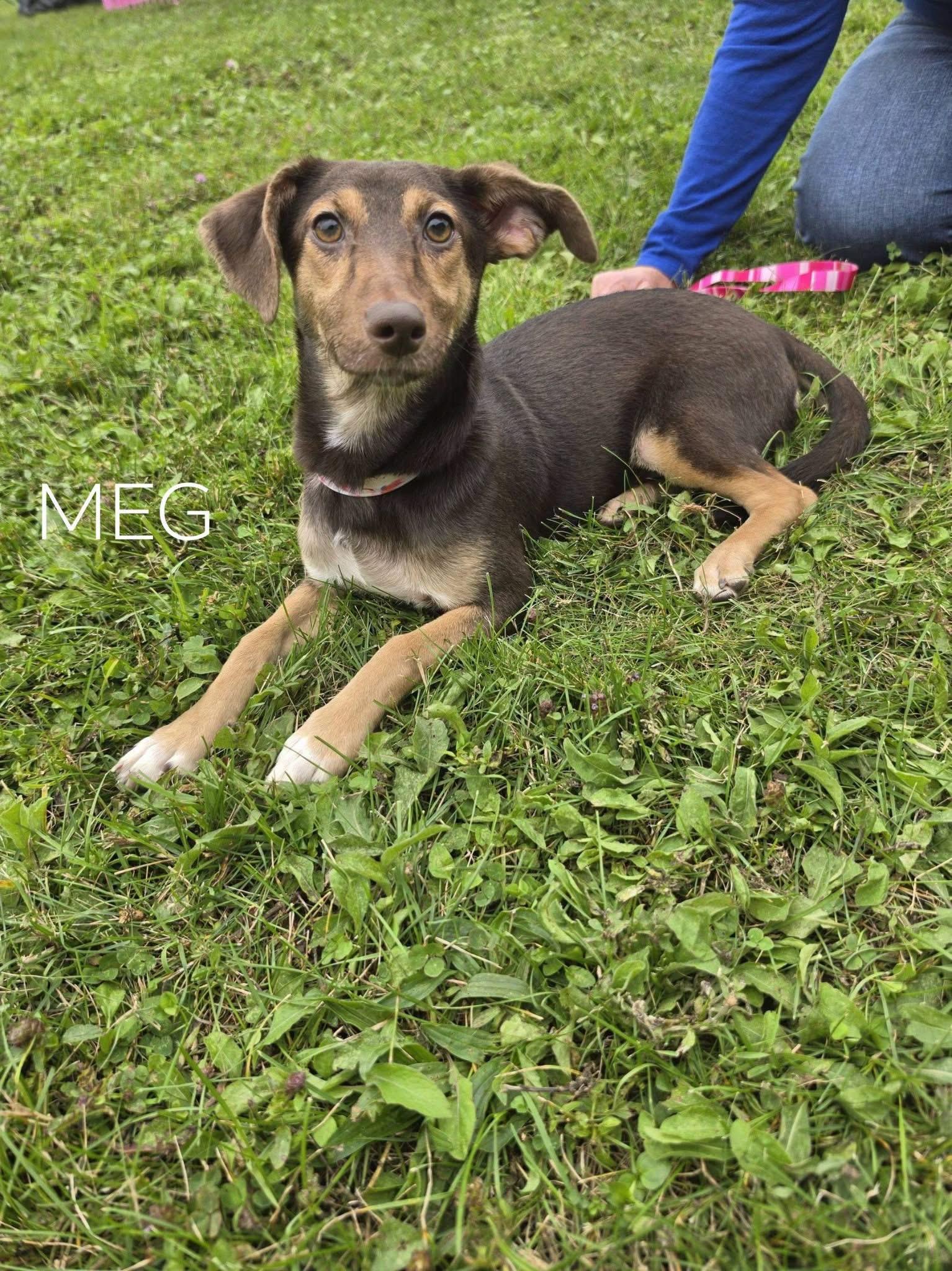 Enlarge Meg, a Adoptable mixed breed in Lacona, NY image 1/5