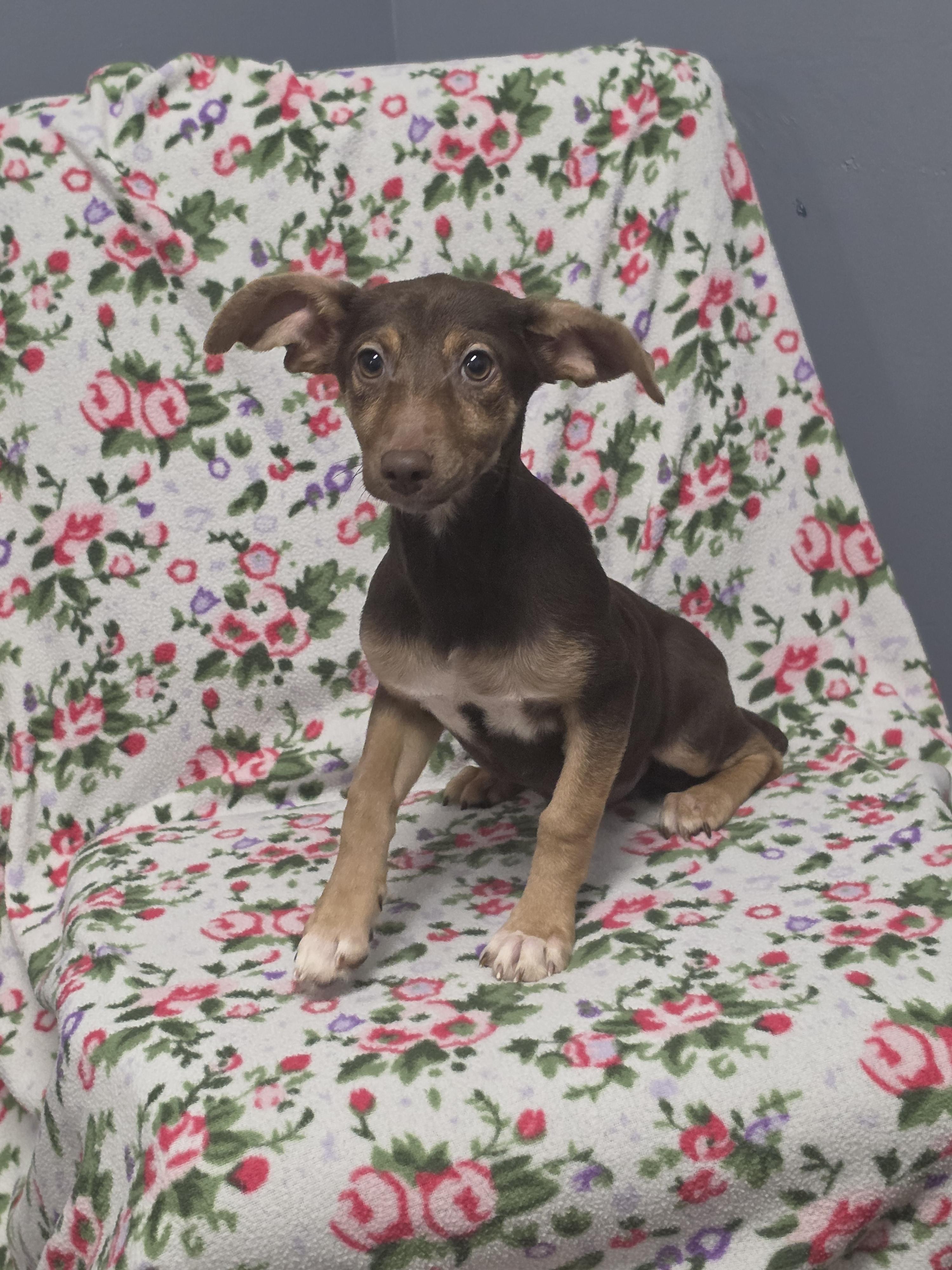 Enlarge Meg, a Adoptable mixed breed in Lacona, NY image 3/5