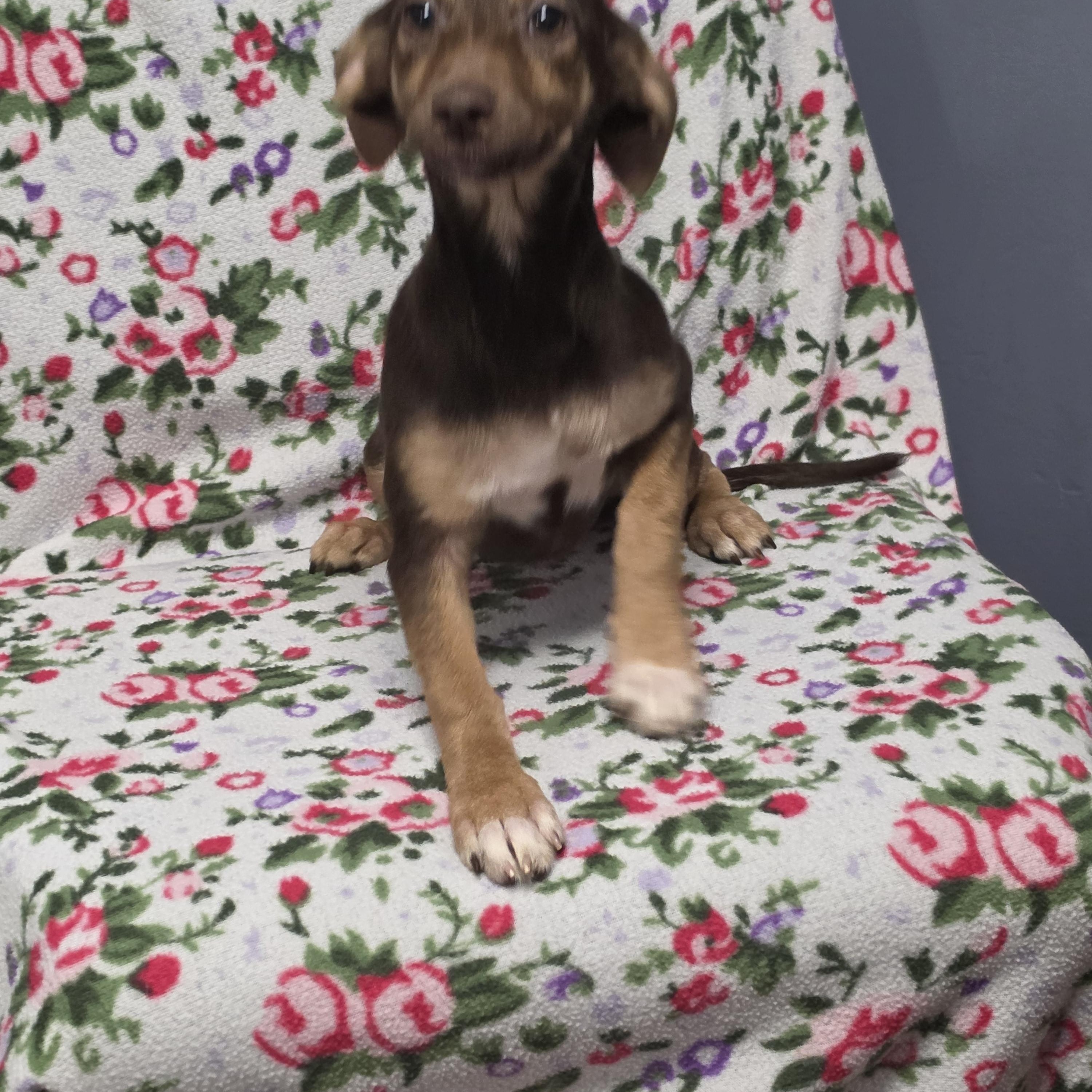 Enlarge Meg, a Adoptable mixed breed in Lacona, NY image 5/5