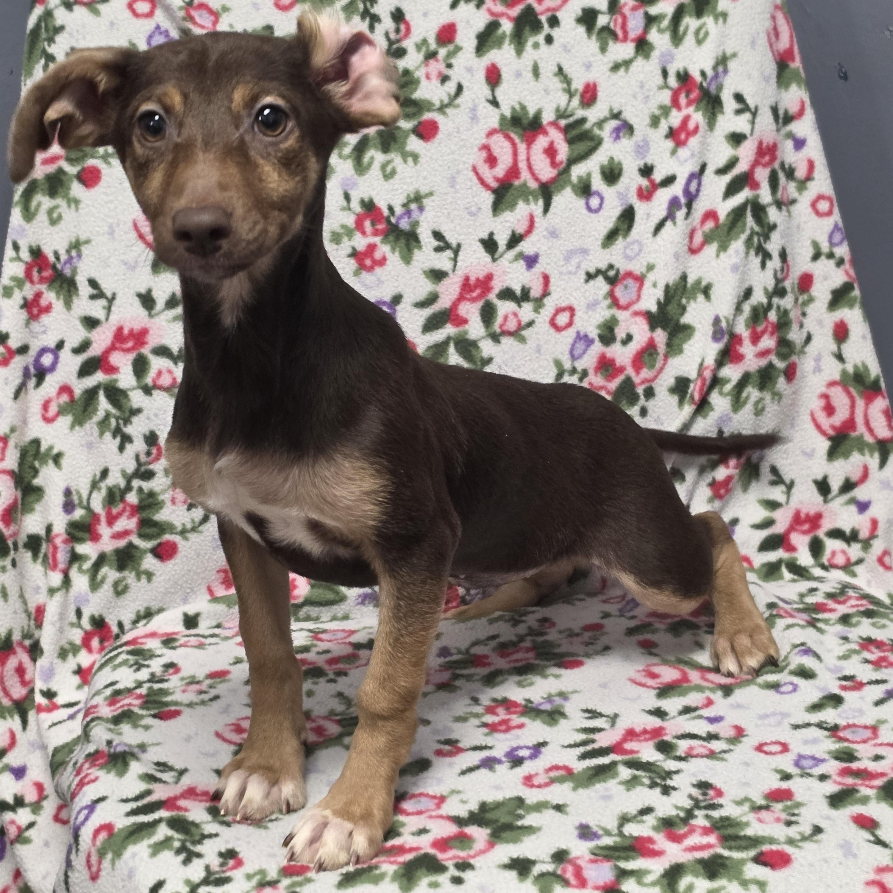 Enlarge Meg, a Adoptable mixed breed in Lacona, NY image 2/5