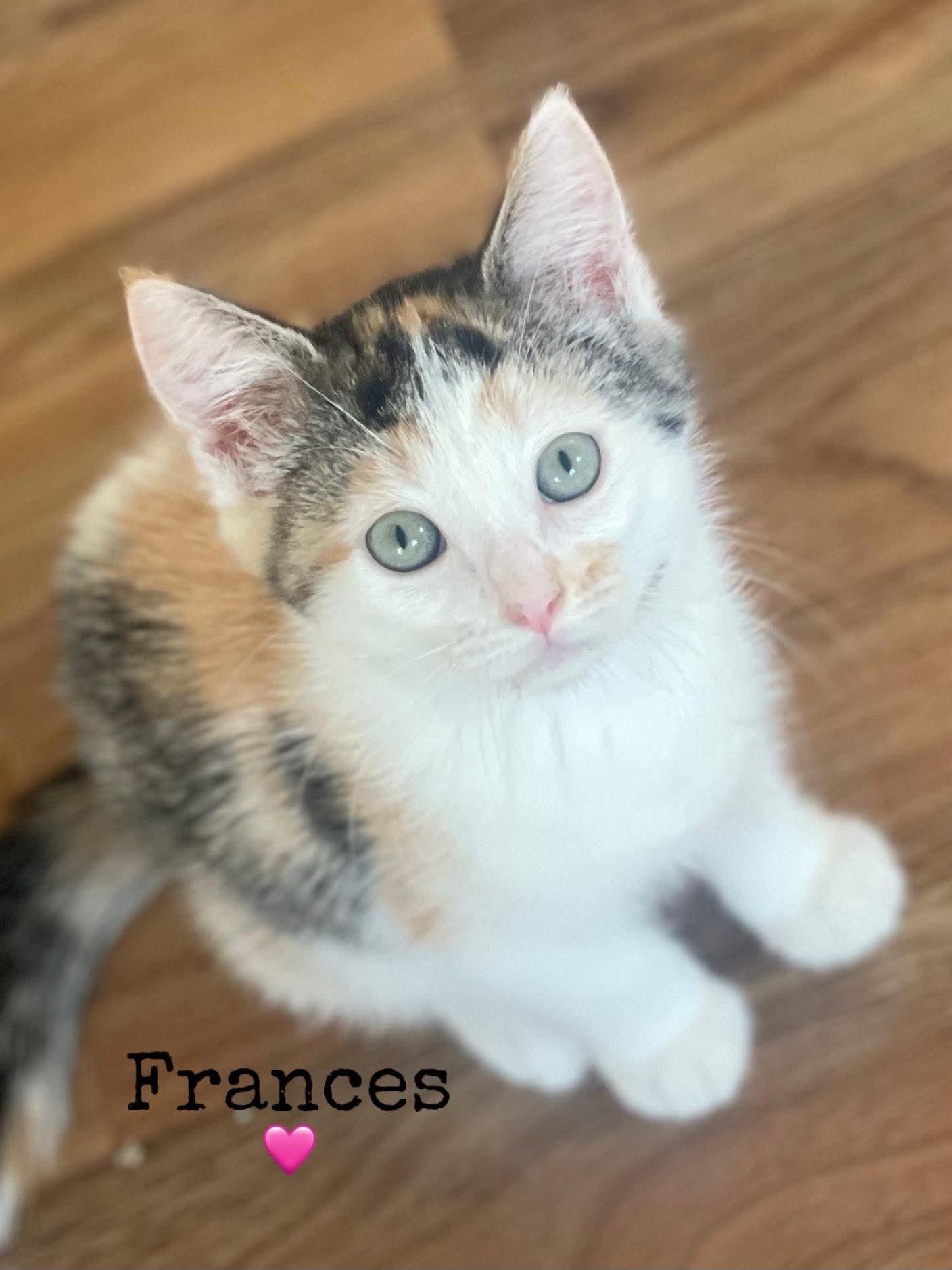 Enlarge Frances, a Adoptable Domestic Short Hair in Dansville, NY image 1/1