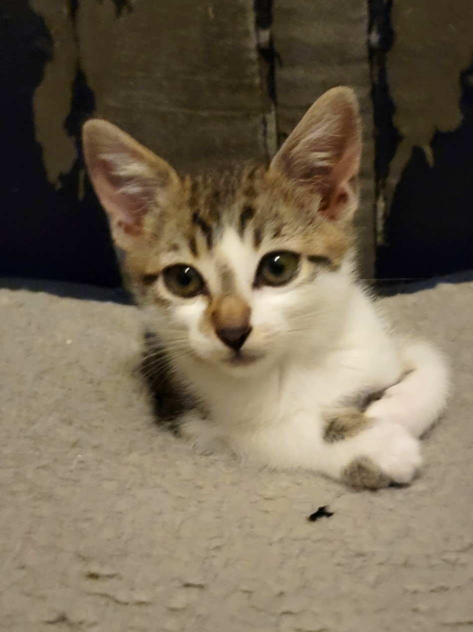 Phoebe (Bonded Pair with Monica)