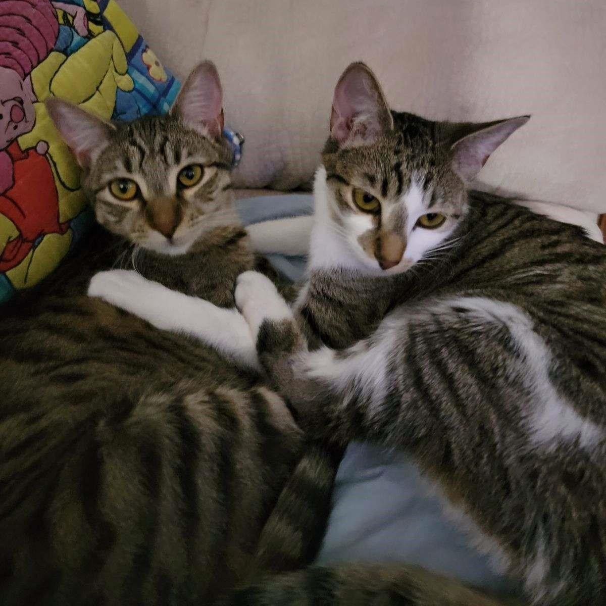 Phoebe (Bonded Pair with Monica)