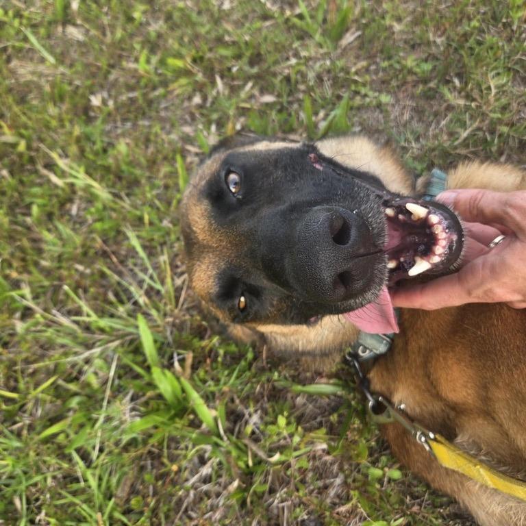 DB, a Adoptable Belgian Shepherd / Malinois in North Port, FL image 1/2