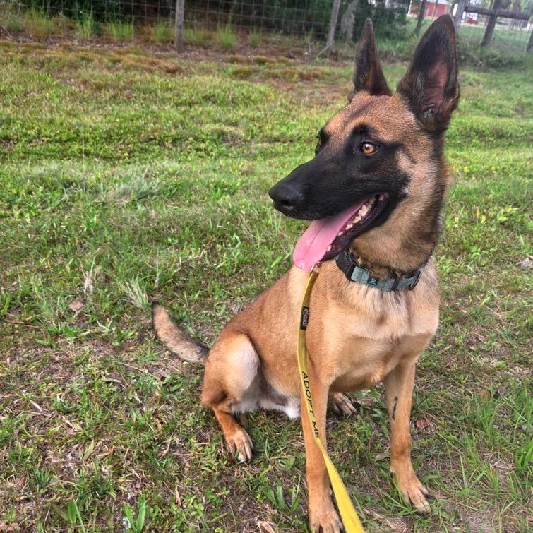 DB, a Adoptable Belgian Shepherd / Malinois in North Port, FL image 2/2