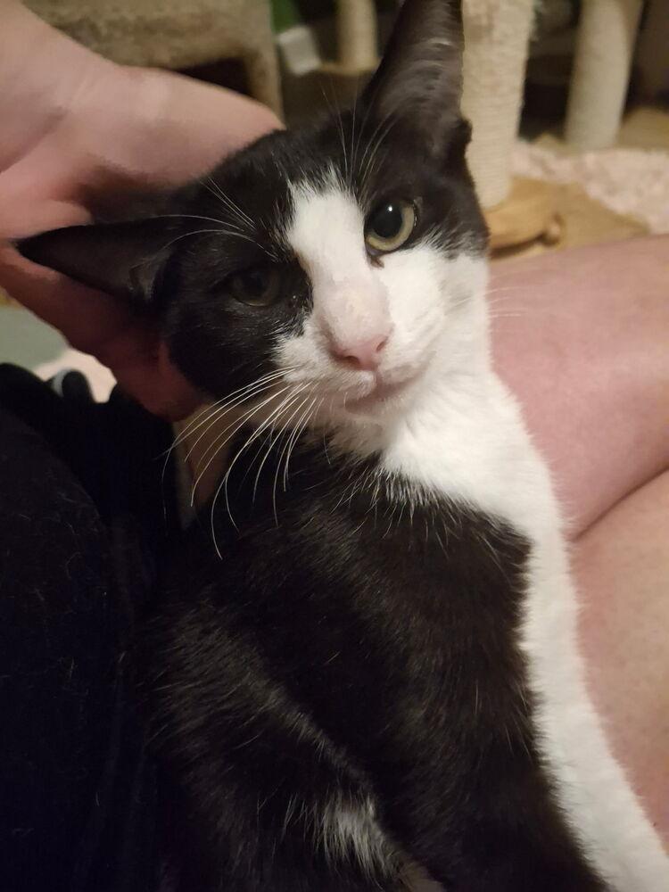 Enlarge Edelweiss, a Adoptable Domestic Short Hair in Dayton, OH image 2/6