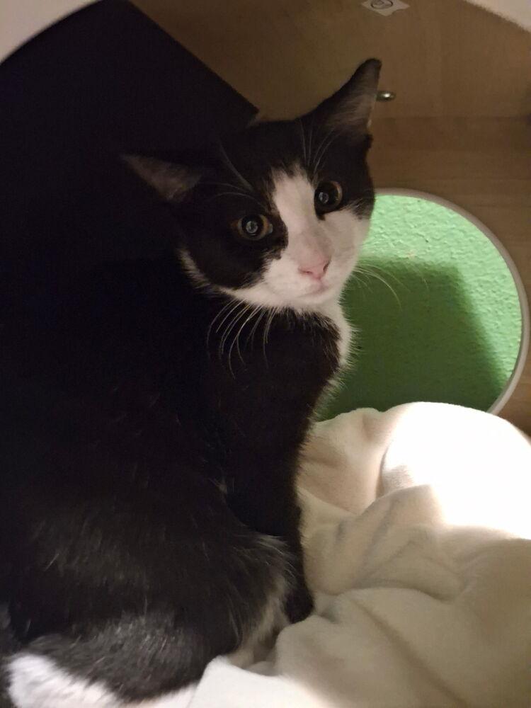 Enlarge Edelweiss, a Adoptable Domestic Short Hair in Dayton, OH image 4/6