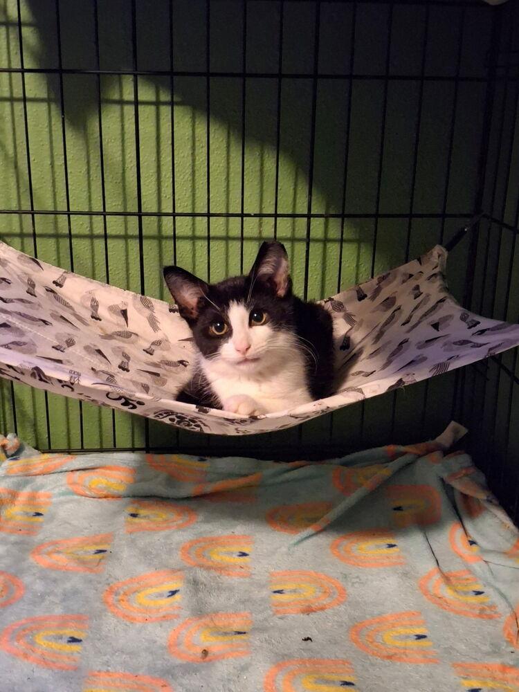 Enlarge Edelweiss, a Adoptable Domestic Short Hair in Dayton, OH image 6/6