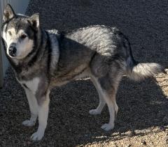 Enlarge Dave (Togo), a Adoptable Alaskan Malamute in Hot Springs, SD image 1/1