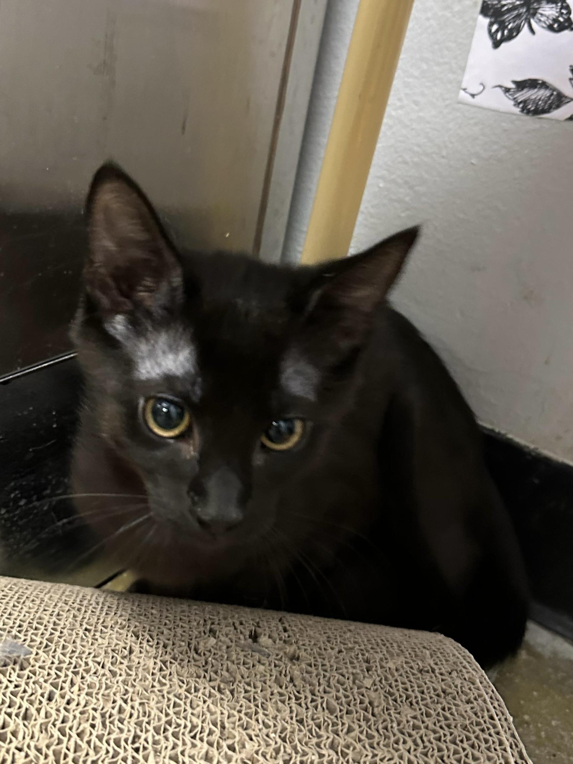 Enlarge Ghost, a ADOPTABLE Domestic Short Hair in Maple Shade, NJ image 1/1