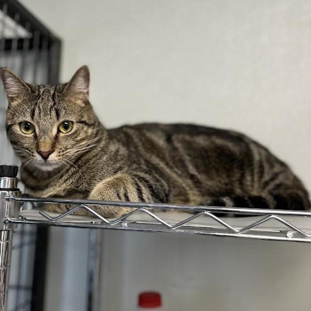 Fender, a Adoptable Domestic Short Hair in Fletcher, NC image 3/6